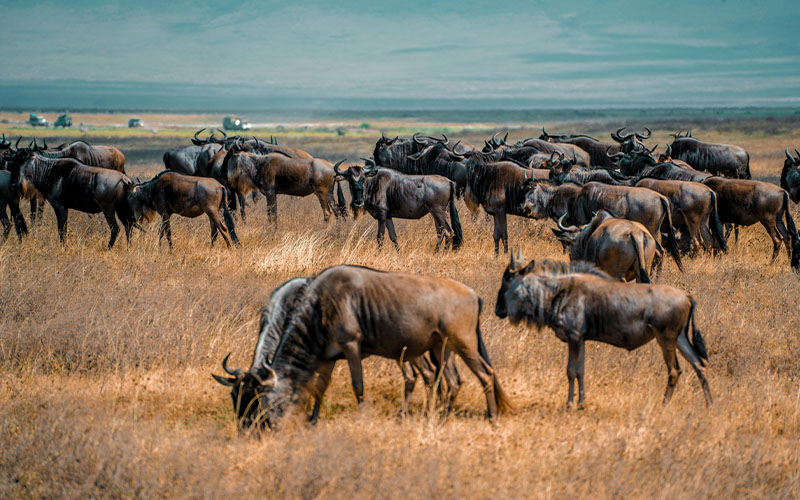 Ngorongoro Conservation Area